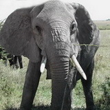 Serengeti - Elephant